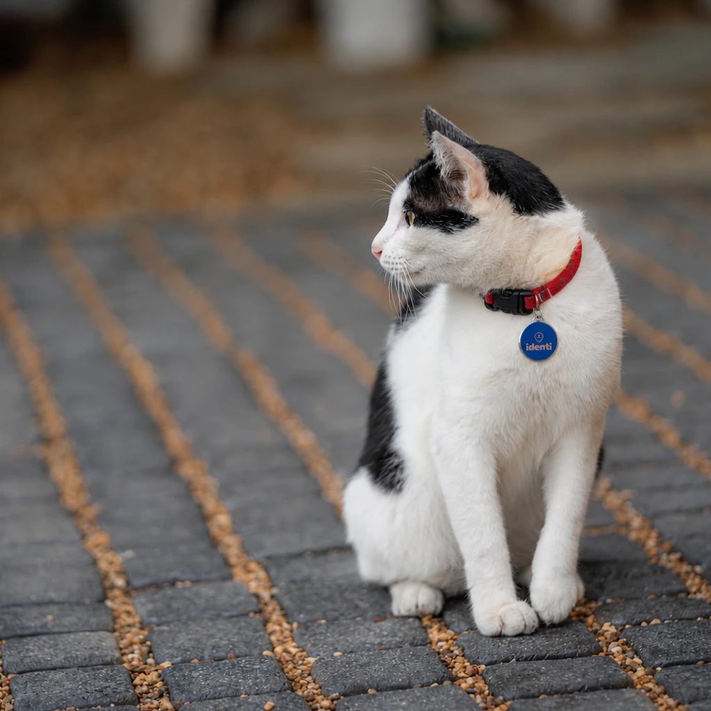 Cat sitting outdoors wearing a smart tag on its collar